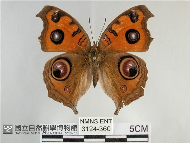 眼蛺蝶、孔雀蛺蝶藏品圖，第1張