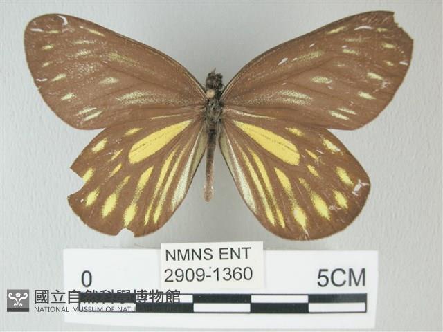 流星絹粉蝶藏品圖，第1張