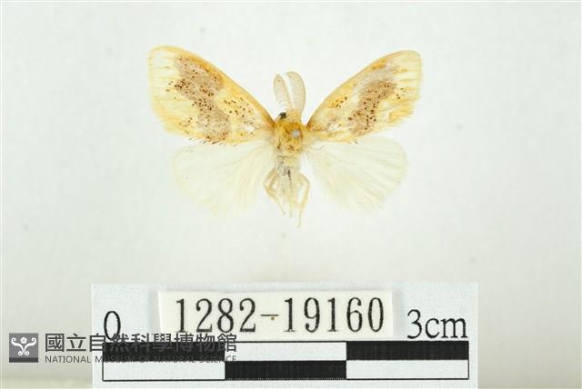 寬紋黃毒蛾藏品圖，第1張