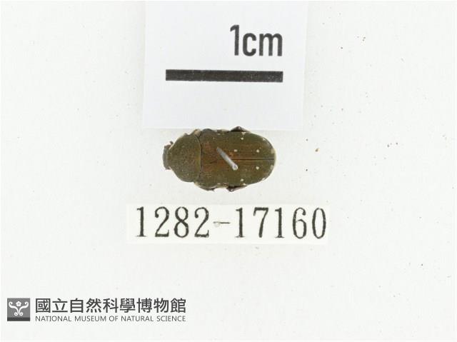 細微黑花金龜藏品圖，第1張