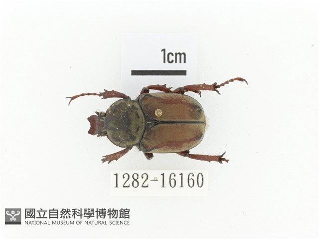 臺灣角金龜藏品圖，第1張