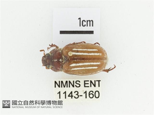 姬白條金龜藏品圖，第1張