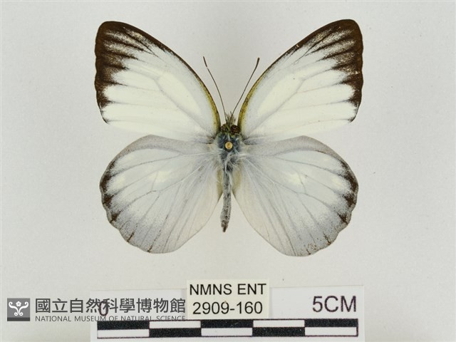淡褐脈粉蝶藏品圖，第1張