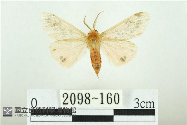 三條橙燈蛾藏品圖，第1張