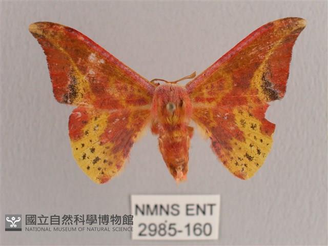 鉛斑帶鉤蛾藏品圖，第1張