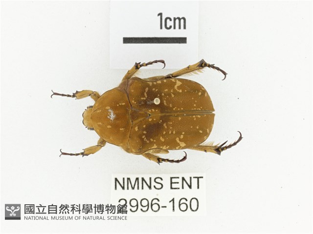 銅點花金龜藏品圖，第1張