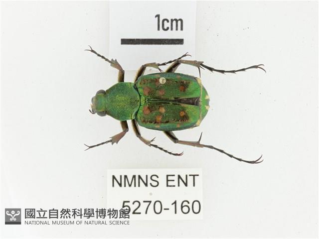 綠艷長腳花金龜藏品圖，第1張