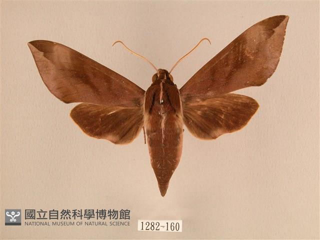 背中白天蛾藏品圖，第1張