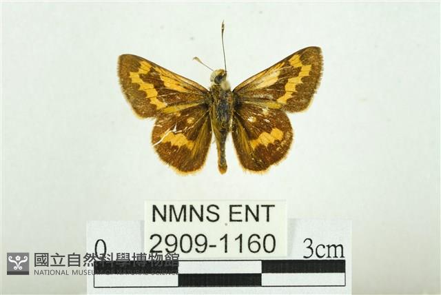 黃斑弄蝶藏品圖，第1張