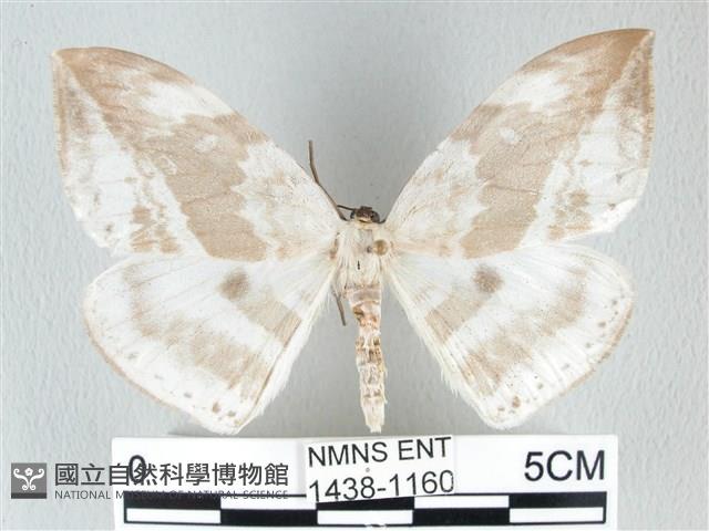 圓翅大鉤蛾藏品圖，第1張