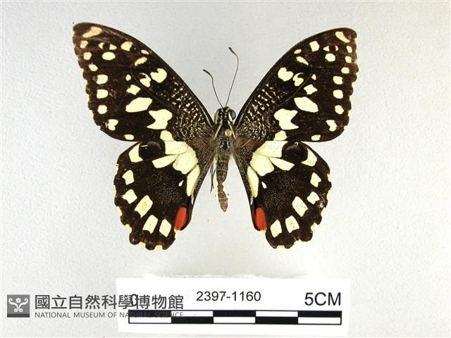 花鳳蝶、無尾鳳蝶藏品圖，第1張