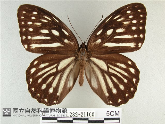 臺灣斑眼蝶藏品圖，第1張