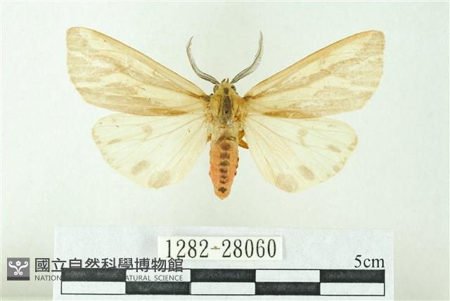 赭新污燈蛾藏品圖，第1張