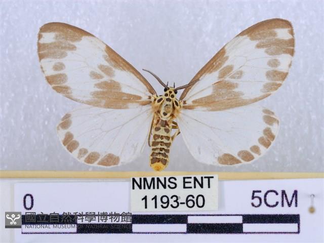 後凸蝶燈蛾藏品圖，第1張