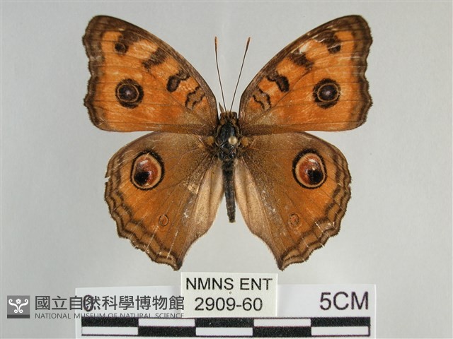 眼蛺蝶、孔雀蛺蝶藏品圖，第1張