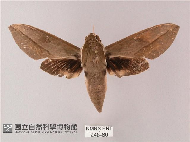 藏斜紋天蛾藏品圖，第1張