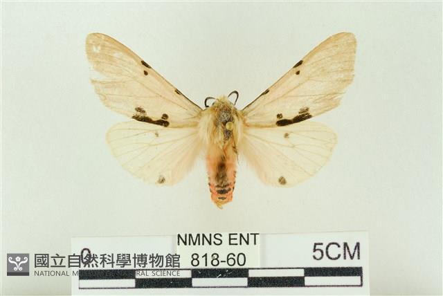 棍棒污燈蛾藏品圖，第1張