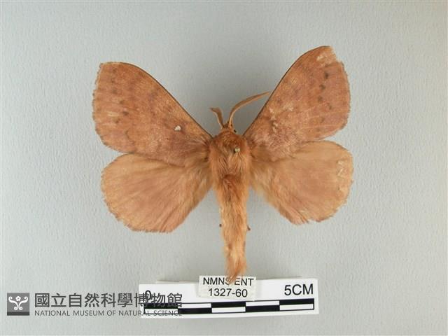 波紋枯葉蛾藏品圖，第1張