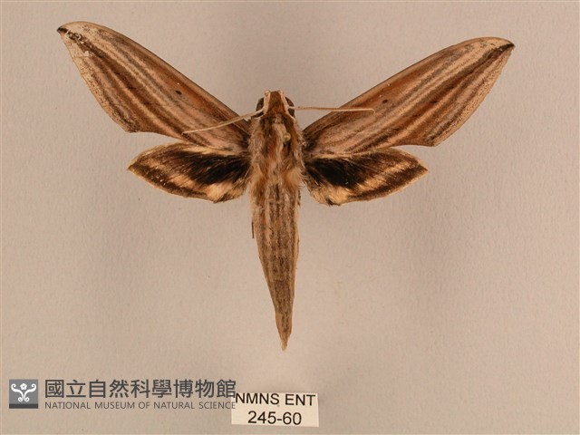棕綠背線天蛾藏品圖，第1張