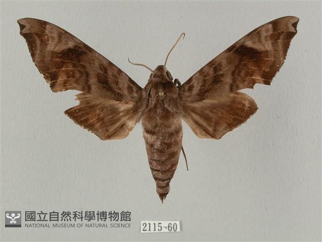 半緣缺角天蛾藏品圖，第1張