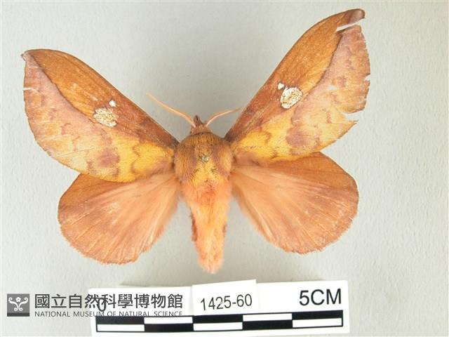 竹黃斜帶枯葉蛾藏品圖，第1張