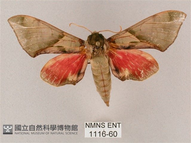 榆綠天蛾藏品圖，第1張