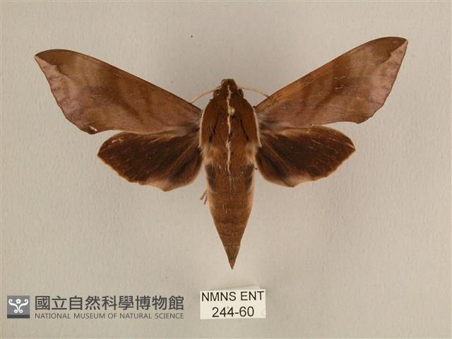 背中白天蛾藏品圖，第1張