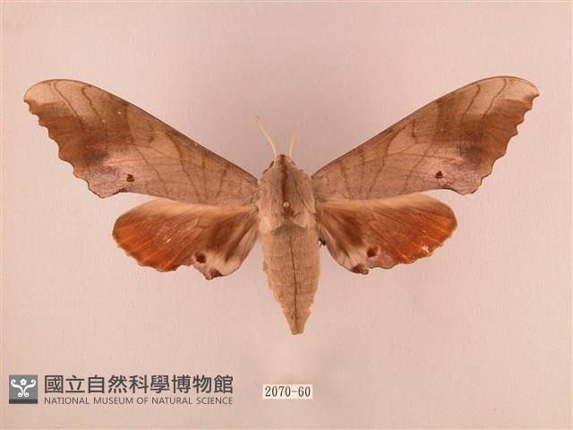 栗六點天蛾藏品圖，第1張