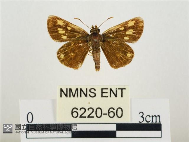 小黃星弄蝶藏品圖，第1張