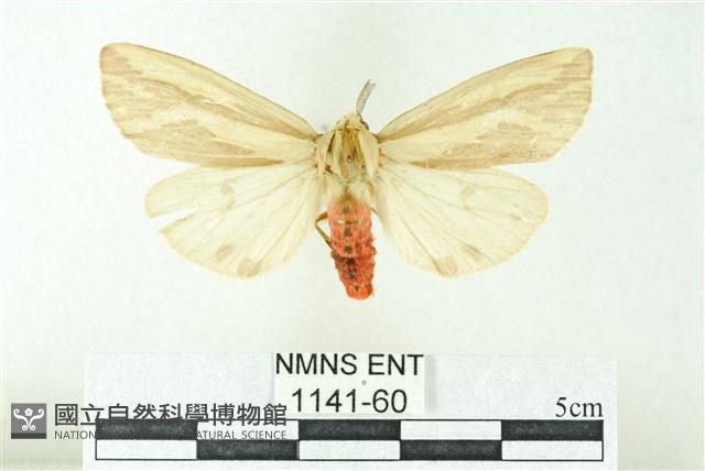 赭新污燈蛾藏品圖，第1張