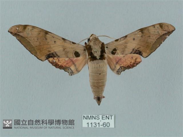 廣東鷹翅天蛾藏品圖，第1張