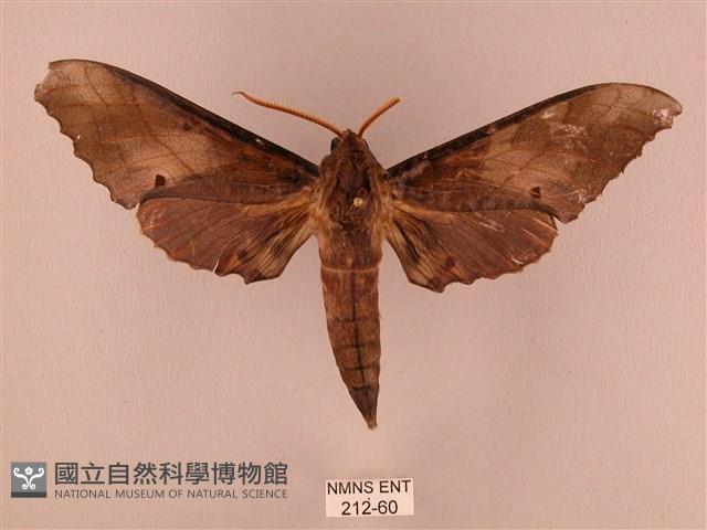 栗六點天蛾藏品圖，第1張