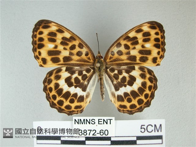 白裳貓蛺蝶藏品圖，第1張