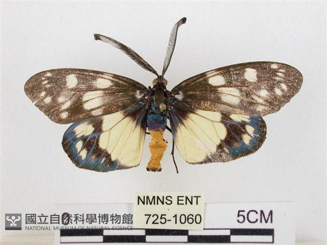 蓬萊茶斑蛾藏品圖，第1張