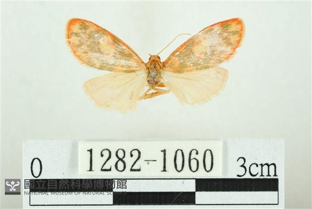 三色豔苔蛾藏品圖，第1張