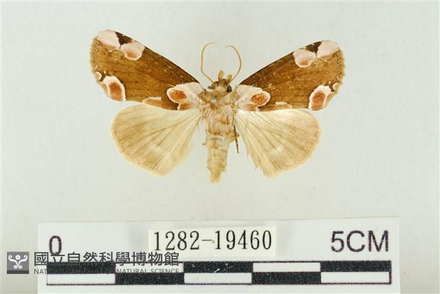 大斑波紋蛾藏品圖，第1張