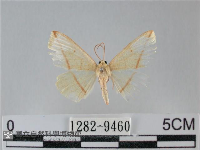 澄線尺蛾藏品圖，第1張