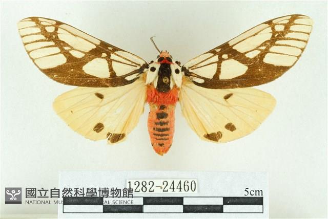 乳白斑燈蛾藏品圖，第1張