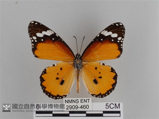 樺斑蝶藏品圖，第1張