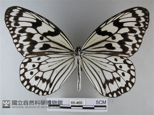 大白斑蝶藏品圖，第1張