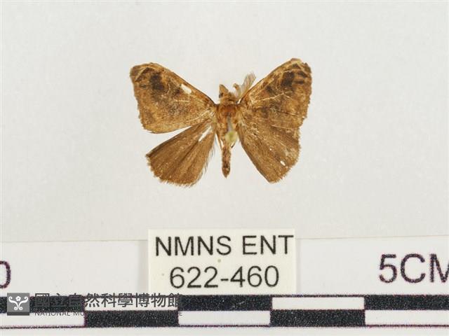 小白紋毒蛾藏品圖，第1張