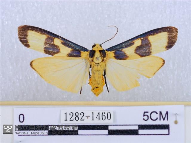 閃光苔蛾藏品圖，第1張