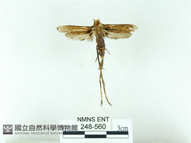 長腳大織蛾藏品圖，第1張