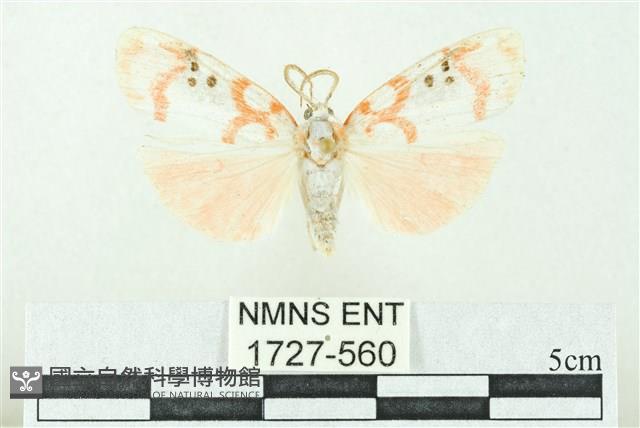 臺雪苔蛾藏品圖，第1張