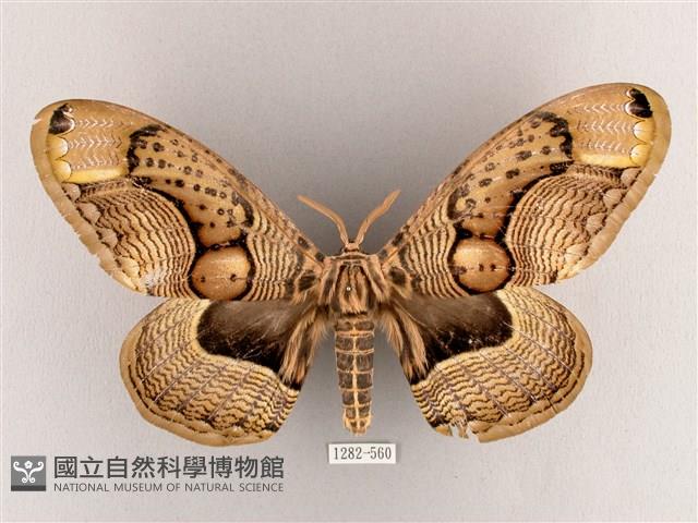 枯球籮紋蛾藏品圖，第1張