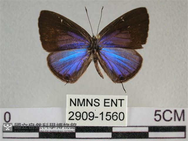 雅波灰蝶藏品圖，第1張
