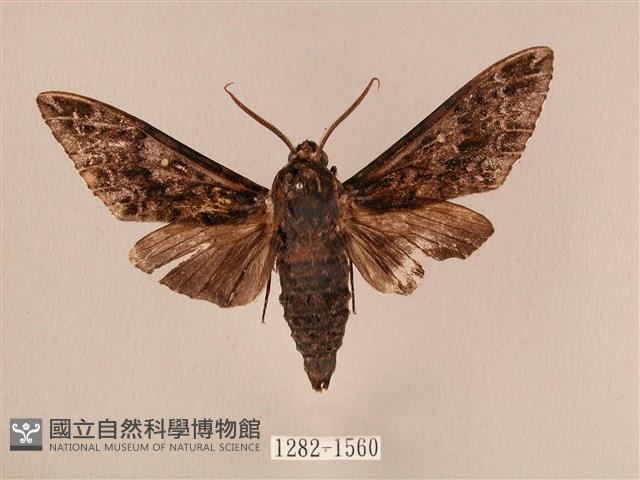 白星天蛾藏品圖，第1張