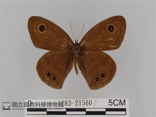 大波眼蝶藏品圖，第1張