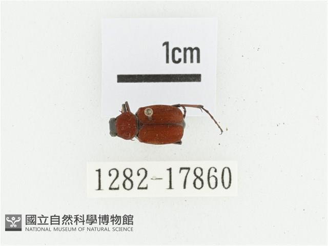 血紅虎斑花金龜藏品圖，第1張