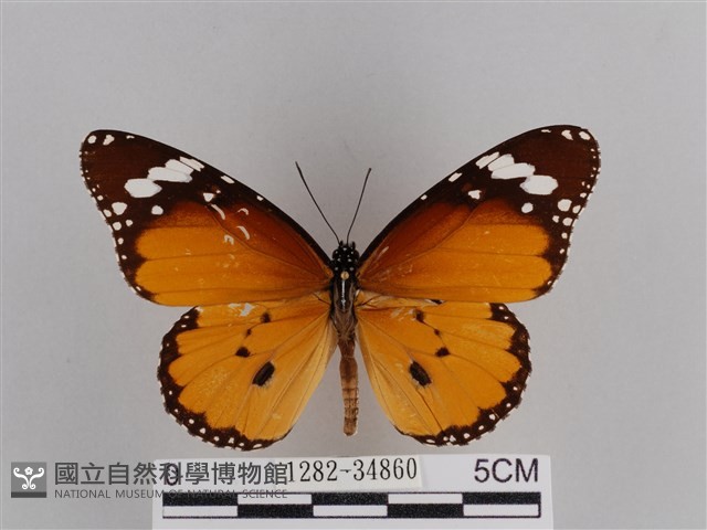 樺斑蝶藏品圖，第1張